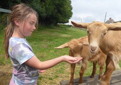 Goat walk experience near Canterbury, Folkestone, Dover in Kent