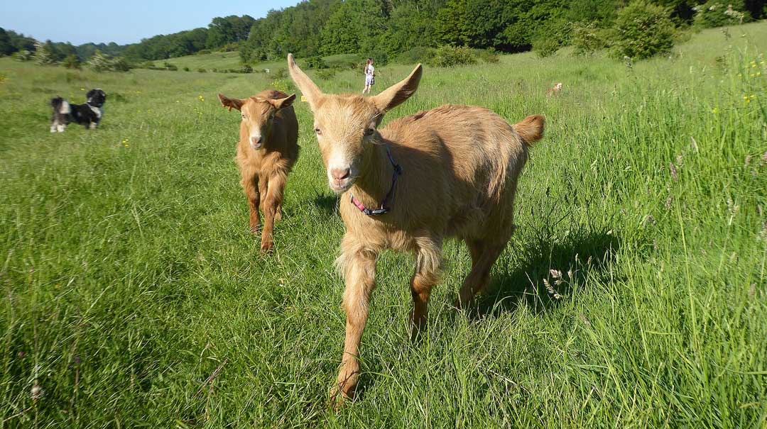 Goat walking experience at WIld Woodland Retreat Canterbury Kent