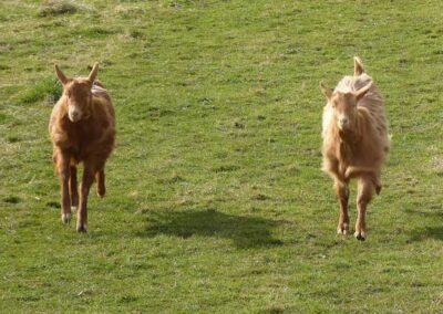 Goat walking experience at WIld Woodland Retreat Canterbury Kent