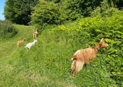 Qigong with goats at Wild Woodland Retreat Canterbury Kent