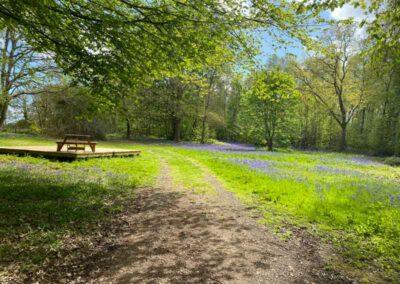 Woodland sunny glade camping Elham Canterbury Kent
