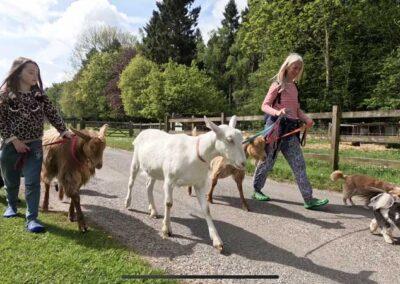 Goat walk experience in Kent