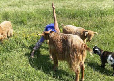 Tao Yin Yoga and Qigong With Goats in Kent
