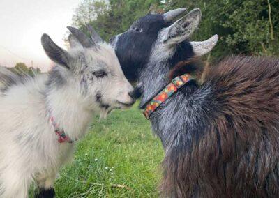 Yin and Yang pygmy goats